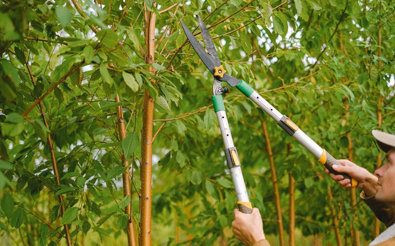 Tree trimming in Lenoir City, TN